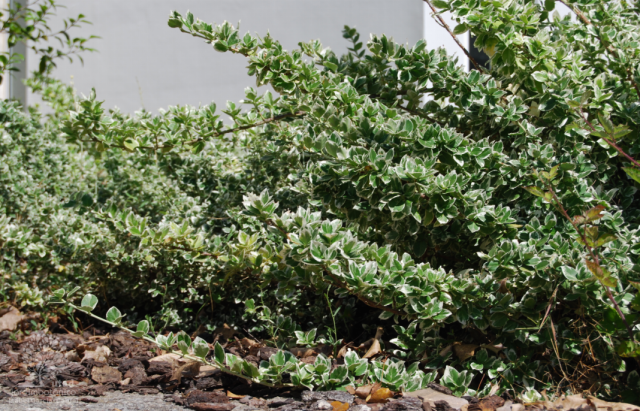 Бересклет Форчуна (Euonymus fortunei) Бересклет Форчуна (Euonymus fortunei)