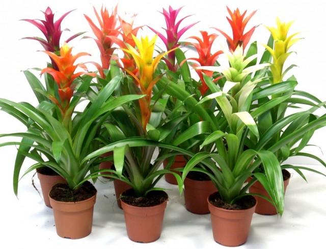 Гузмании язычковые (Guzmania lingulata) Гузмании язычковые (Guzmania lingulata)