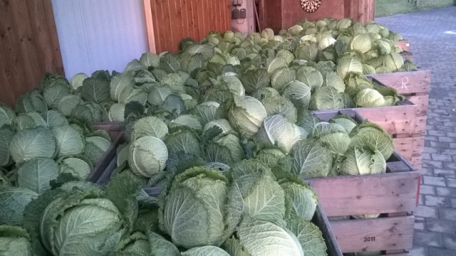 Собранный в ящики урожай капусты Собранный в ящики урожай капусты