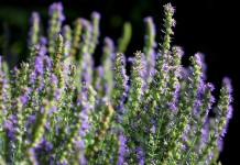 Иссоп лекарственный (Hyssopus officinalis)