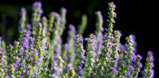 Иссоп лекарственный (Hyssopus officinalis)