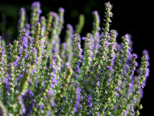 Иссоп лекарственный (Hyssopus officinalis) Иссоп лекарственный (Hyssopus officinalis)