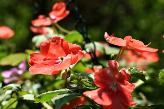 Недотрога, или бальзамин Уоллера (Impatiens walleriana)