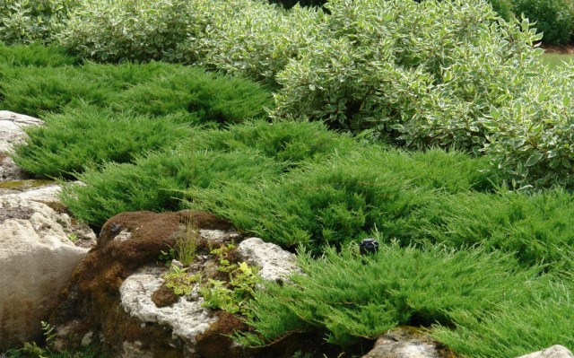Можжевельник распростёртый, или горизонтальный "Принц Уэльский" (Juniperus horizontalis 'Prince of Wales') Можжевельник распростёртый, или горизонтальный "Принц Уэльский" (Juniperus horizontalis 'Prince of Wales')