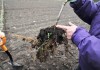 Как сохранить саженцы до весны