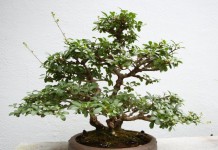 Бирючина китайская (Ligustrum sinense)