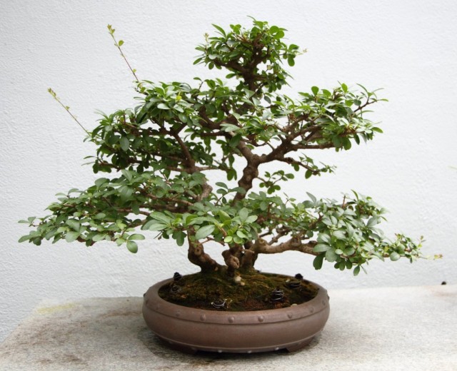 Бирючина китайская (Ligustrum sinense) Бирючина китайская (Ligustrum sinense)