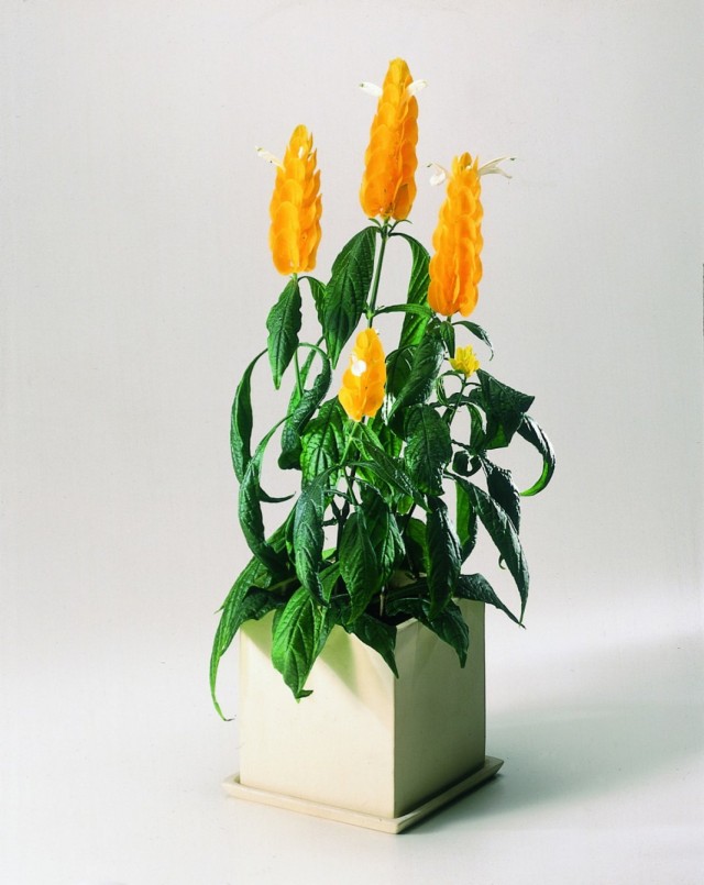 Пахистахис желтый (Pachystachys lutea) Пахистахис желтый (Pachystachys lutea)