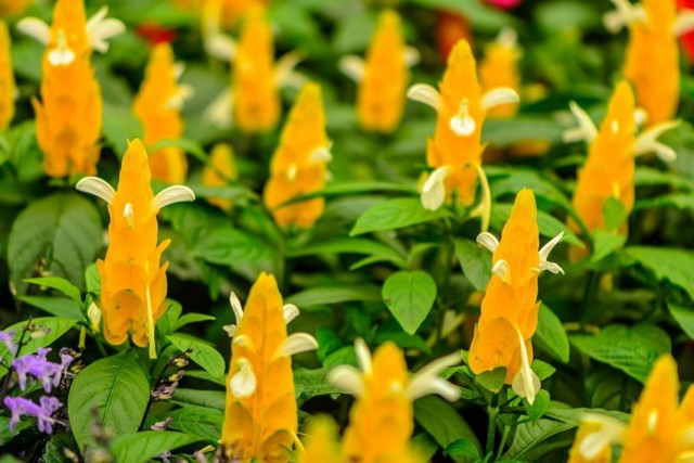 Пахистахис желтый (Pachystachys lutea) Пахистахис желтый (Pachystachys lutea)