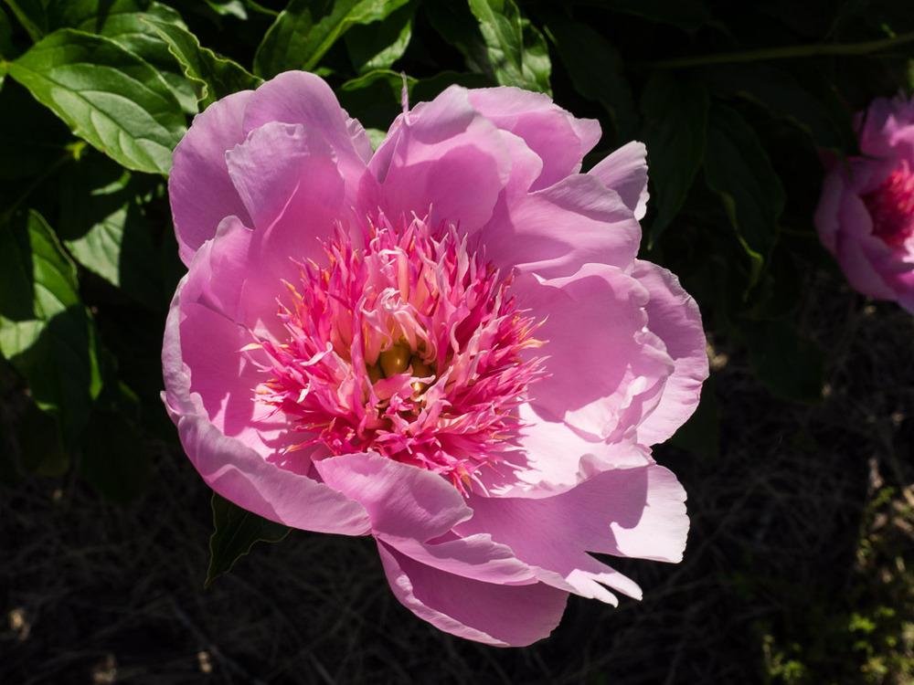 Paeonia-lactiflora-Fancy-Nancy-1