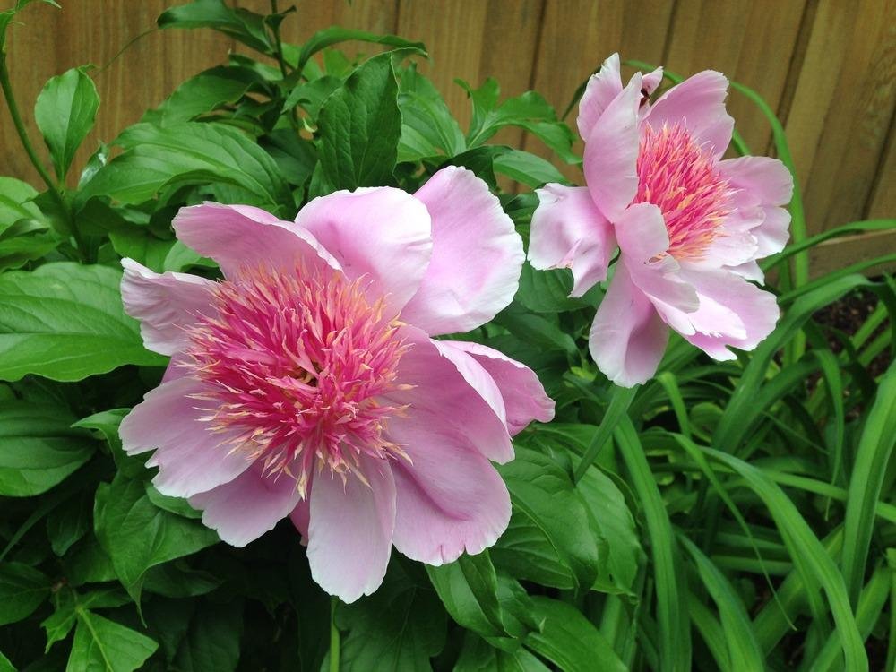 Paeonia-lactiflora-Fancy-Nancy-2