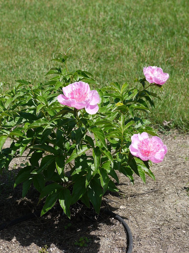 Paeonia-lactiflora-Fancy-Nancy-3