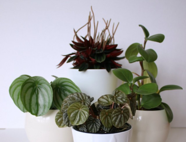 Коллекция пеперомий Коллекция пеперомий