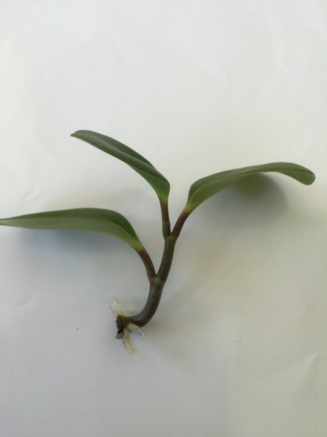 Укоренившийся черенок пеперомии Укоренившийся черенок пеперомии