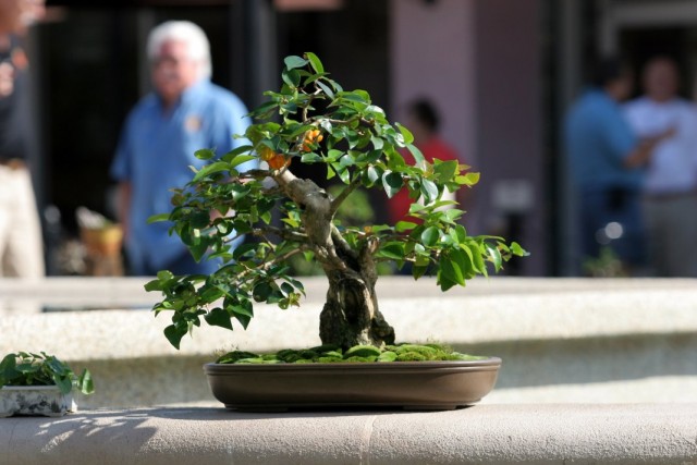Суринамская вишня, или Питанга, или Евгения одноцветковая (Eugenia uniflora)