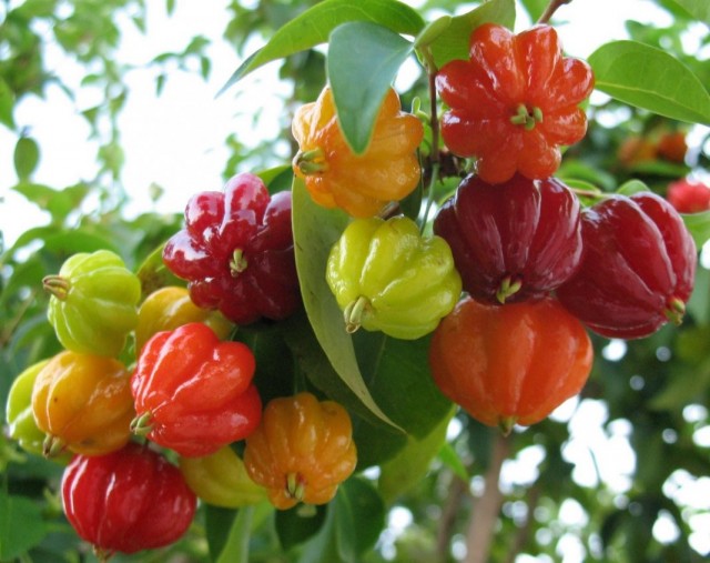 Плоды питанга, или суринамской вишни