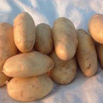 Лучшие сорта картофеля для различных регионов