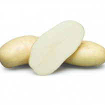 Сорт картофеля для Северо-Западного региона - Бафана