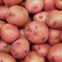 Сорт картофеля для Уральского региона - Башкирский Сорт картофеля для Уральского региона - Башкирский