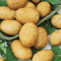 Сорт картофеля для Уральского региона - Горняк Сорт картофеля для Уральского региона - Горняк