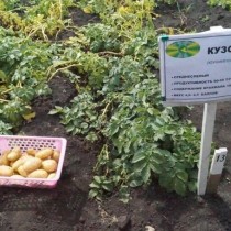 Сорт картофеля для Уральского региона - Кузовок Сорт картофеля для Уральского региона - Кузовок
