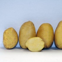 Лучшие сорта картофеля для различных регионов