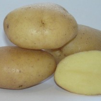 Лучшие сорта картофеля для различных регионов