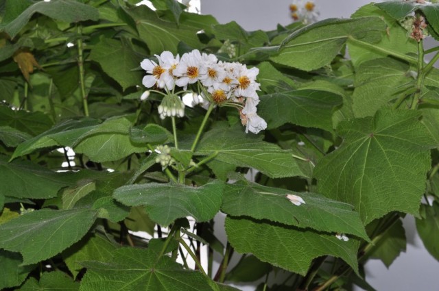 Спармания (Sparmannia) Спармания (Sparmannia)