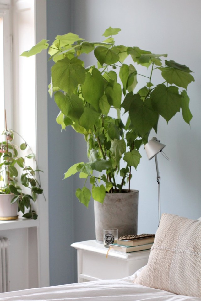 Спармания (Sparmannia) Спармания (Sparmannia)