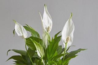 Спатифиллум (Spathiphyllum) Спатифиллум (Spathiphyllum)