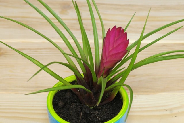Тилландсия синяя (Tillandsia cyanea) Тилландсия синяя (Tillandsia cyanea)