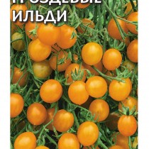 Томат сорт «Гроздевые ильди» Томат сорт «Гроздевые ильди»