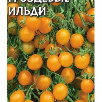 Томат сорт «Гроздевые ильди»