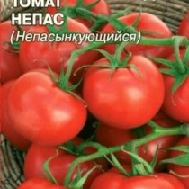Томат сорт «Непас» Томат сорт «Непас»
