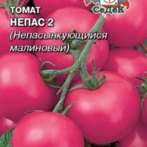 Томат сорт «Непас2» Томат сорт «Непас2»
