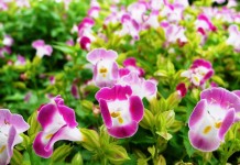 Торения (Torenia)