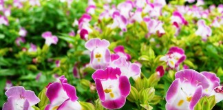 Торения (Torenia)