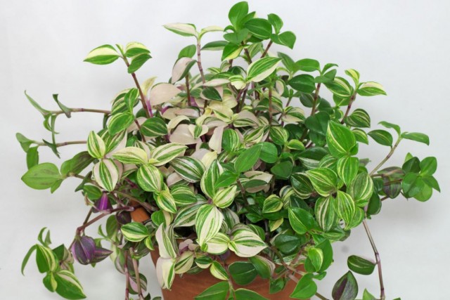 Традесканция приречная (Tradescantia fluminensis) Традесканция приречная (Tradescantia fluminensis)