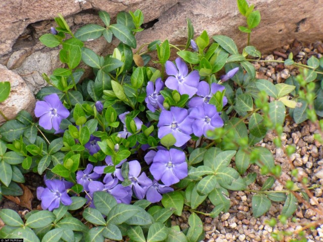 Барвинок малый (Vinca minor) Барвинок малый (Vinca minor)