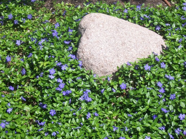 Барвинок малый (Vinca minor) Барвинок малый (Vinca minor)