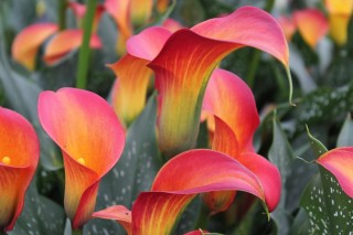 Зантедеския (Zantedeschia) Зантедеския (Zantedeschia)
