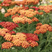 Тысячелистник обыкновенный "Страуберри Седакшн" (Achillea millefolium 'Strawberry Seduction') Тысячелистник обыкновенный "Страуберри Седакшн" (Achillea millefolium 'Strawberry Seduction')