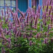 Лофант, или Многоколосник, или Агастахе (Agastache) Лофант, или Многоколосник, или Агастахе (Agastache)