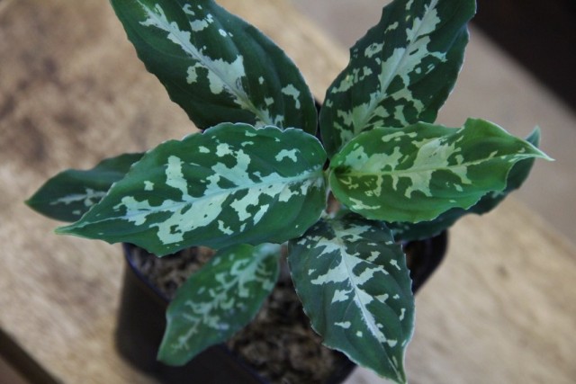 Аглаонема расписная (Aglaonema pictum) Аглаонема расписная (Aglaonema pictum)