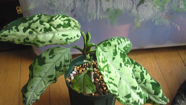 Аглаонема расписная (Aglaonema pictum) Аглаонема расписная (Aglaonema pictum)