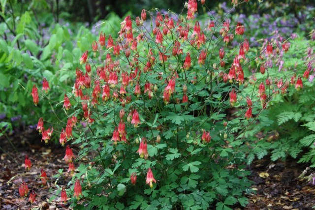 Аквилегия канадская (Aquilegia canadensis) Аквилегия канадская (Aquilegia canadensis)