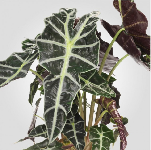 Алоказия амазонская (Alocasia amazonica) Алоказия амазонская (Alocasia amazonica)