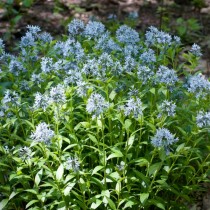 Амсония табермонтана (Amsonia tabernaemontana) Амсония табермонтана (Amsonia tabernaemontana)
