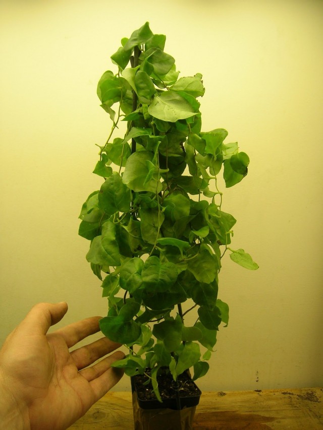 Анредера сердцелистная (Anredera cordifolia) Анредера сердцелистная (Anredera cordifolia)