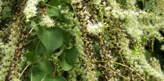 Анредера сердцелистная (Anredera cordifolia)